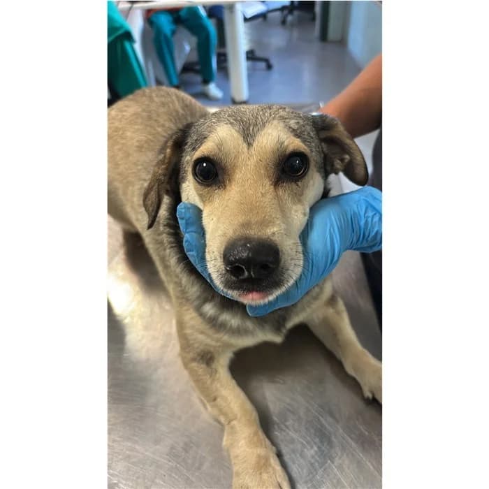 Lime, beige focato male young mixed breed for adoption at Canile della Muratella, Roma