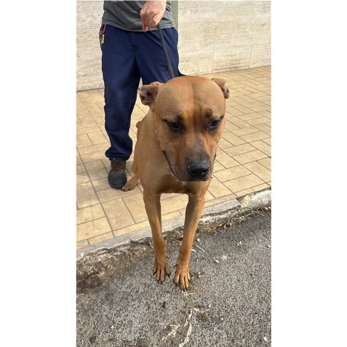 Annie, Fulvo male young Pit Bull Terrier for adoption at Canile della Muratella, Rome
