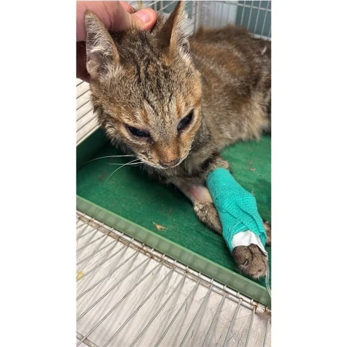 Matricola, Tigrato female senior European Shorthair for adoption at Canile della Muratella, Rome