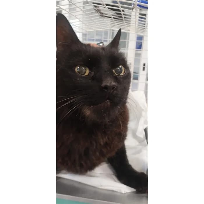 Matricola, Nero male 7yo European Shorthair for adoption at Canile della Muratella, Rome