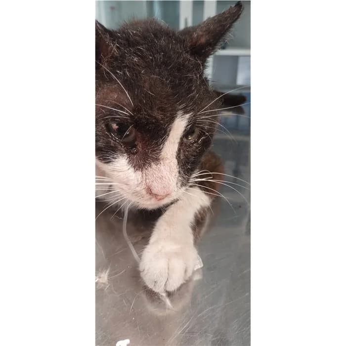 Matricola, Bianco Nero male senior European Shorthair for adoption at Canile della Muratella, Rome