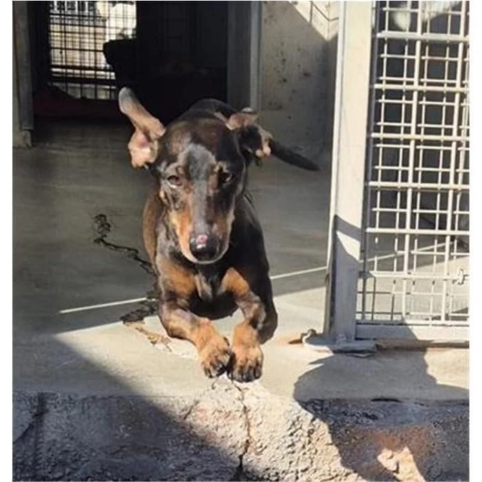 Miele, marrone focato male 5yo mixed breed for adoption at Canile della Muratella, Rome