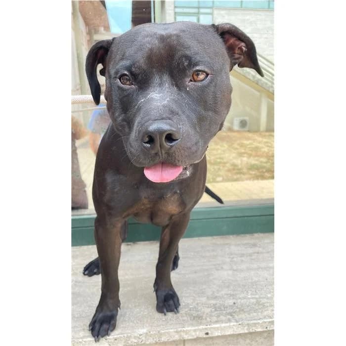 Bono, Nero male 3yo American Staffordshire Terrier for adoption at Canile della Muratella, Rome