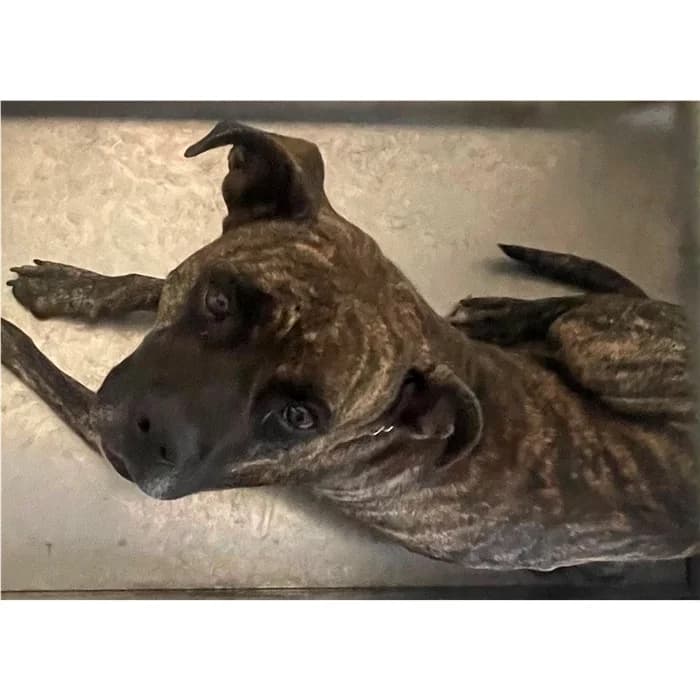 Bono, Tigrato female 5yo Pit Bull Terrier for adoption at Canile della Muratella, Rome