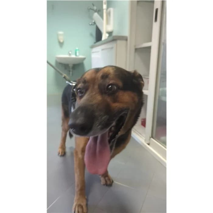 Bono, Nero Focato male senior mixed breed for adoption at Canile della Muratella, Rome