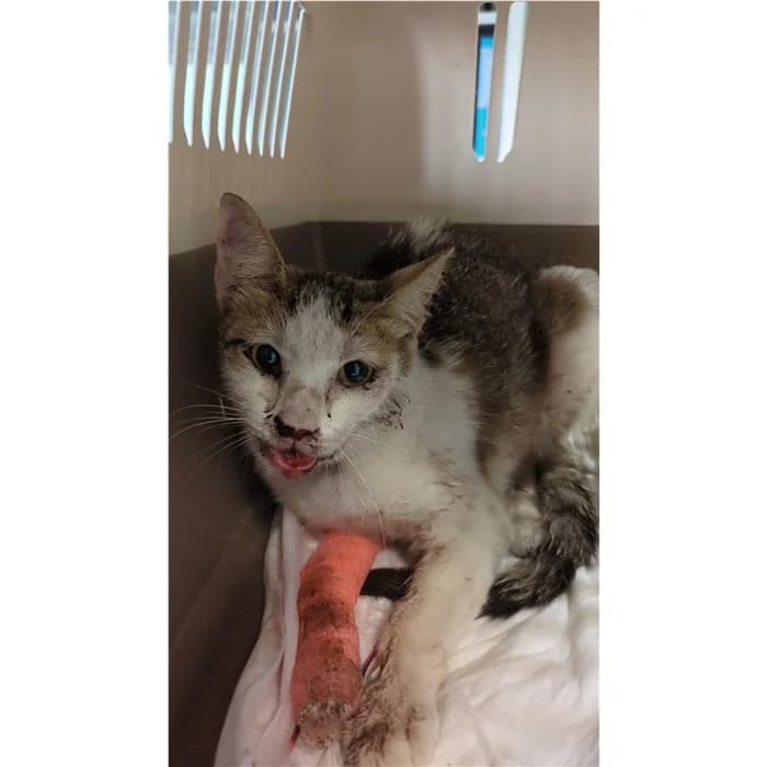 Matricola, bianco tigrato female 4yo European Shorthair for adoption at Canile della Muratella, Rome
