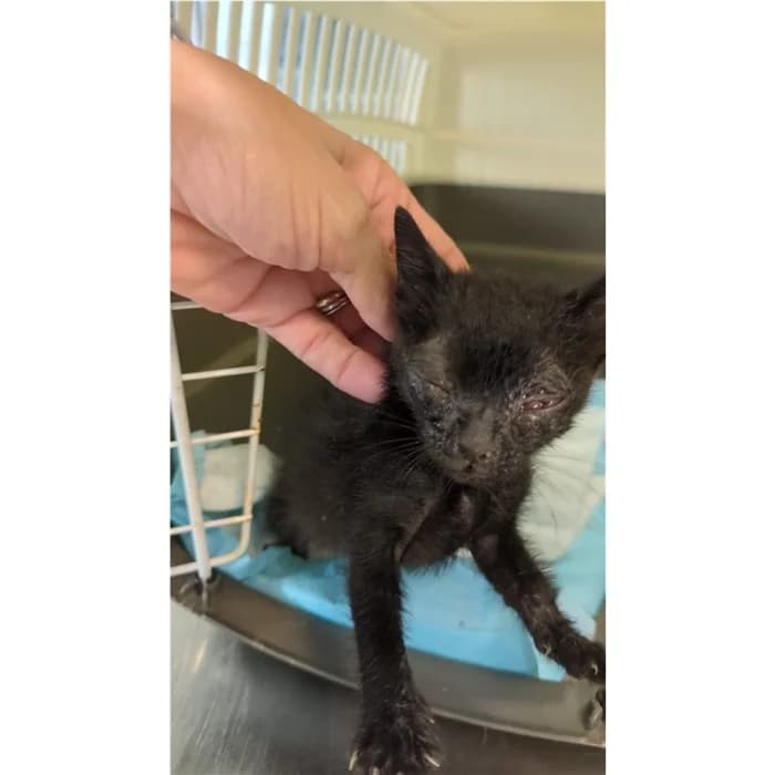 Matricola, Nero male puppy European Shorthair for adoption at Canile della Muratella, Rome