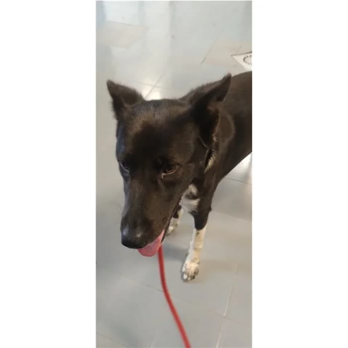 Bono, Nero Bianco female young mixed breed for adoption at Canile della Muratella, Rome
