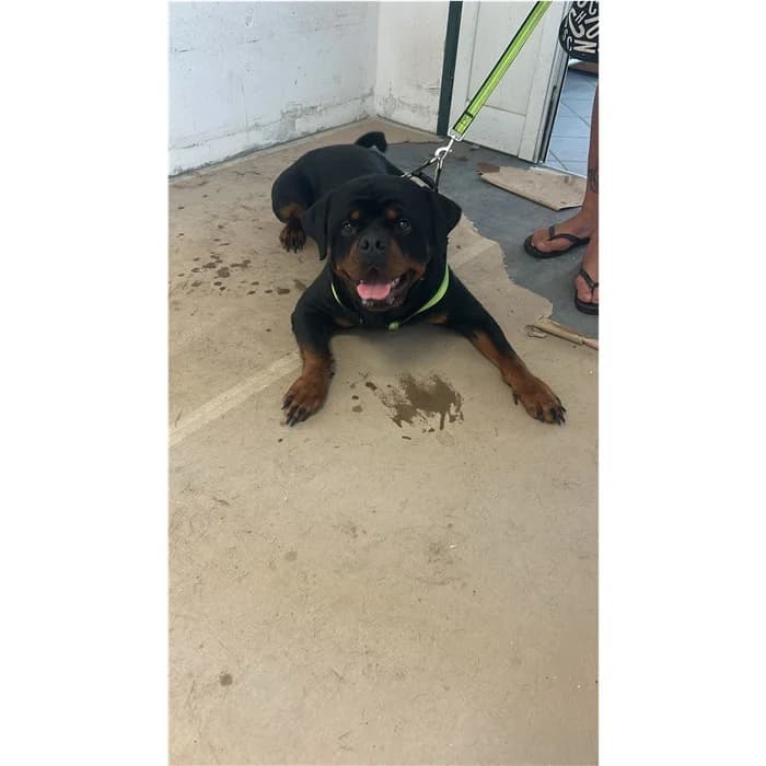 Caronte, Nero Focato male young Rottweiler for adoption at Canile della Muratella, Rome