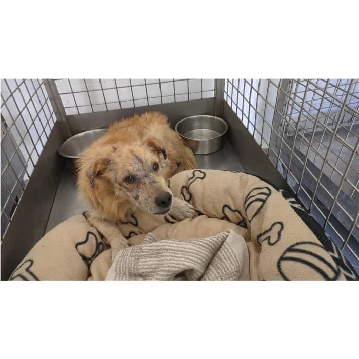 Caronte, fulvo focato male senior mixed breed for adoption at Canile della Muratella, Rome