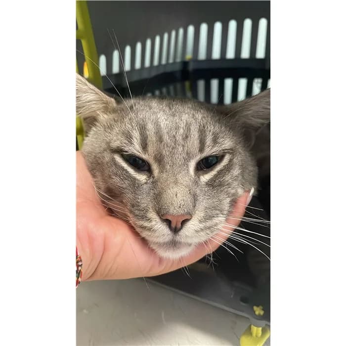 Matricola, tigrato grigio male young European Shorthair for adoption at Canile della Muratella, Rome