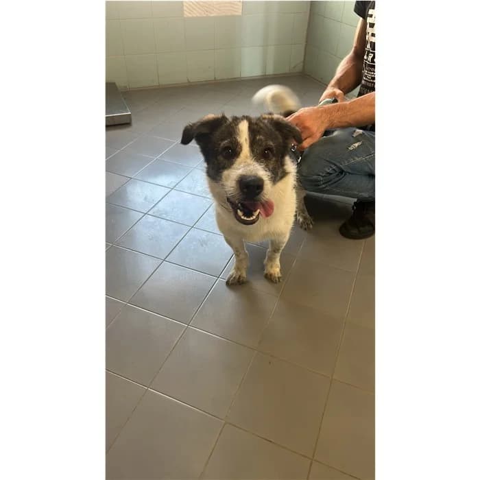 Caronte, bianco grigio male puppy mixed breed for adoption at Canile della Muratella, Rome