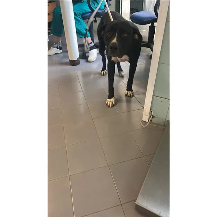 Caronte, Nero Bianco male young mixed breed for adoption at Canile della Muratella, Rome