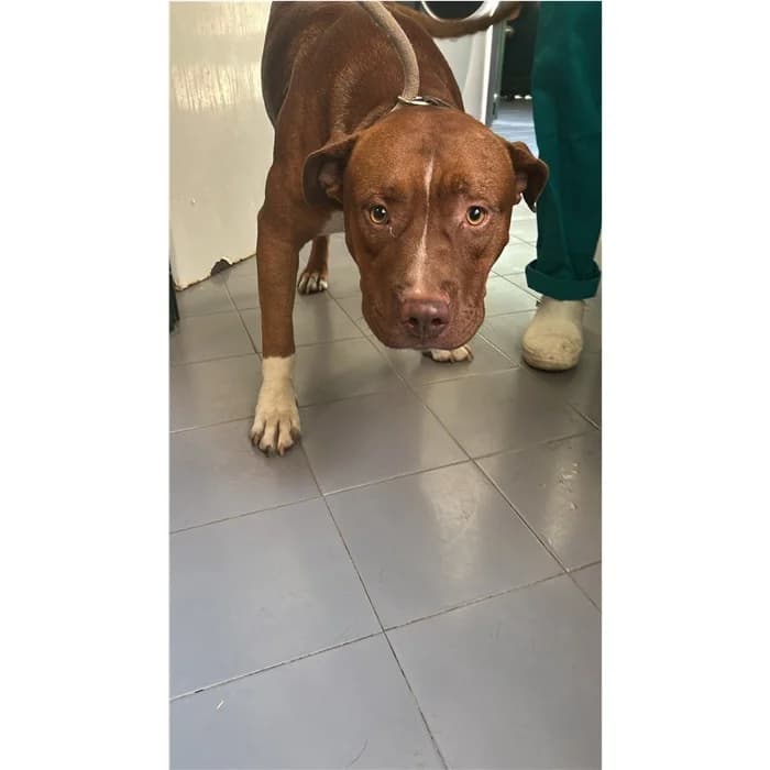 Caronte, fulvo bianco male young Pit Bull Terrier for adoption at Canile della Muratella, Rome