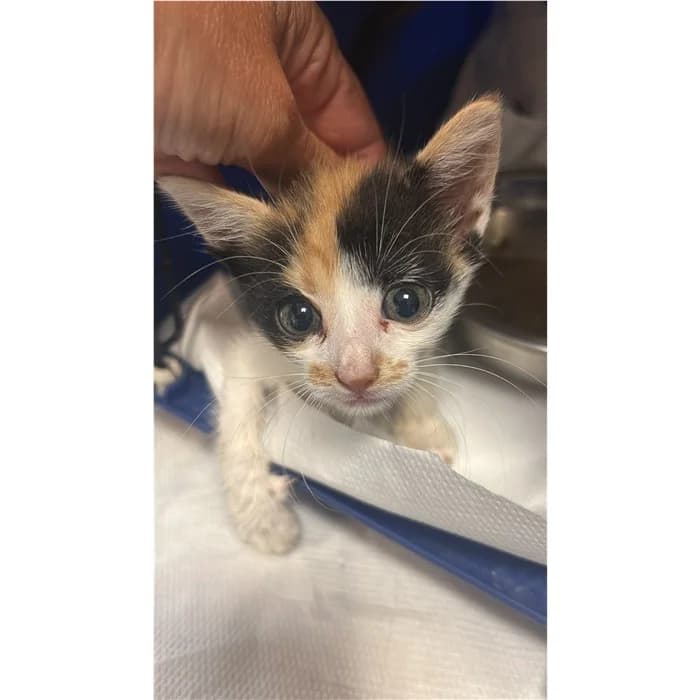 Matricola, tricolore female puppy European Shorthair for adoption at Canile della Muratella, Rome