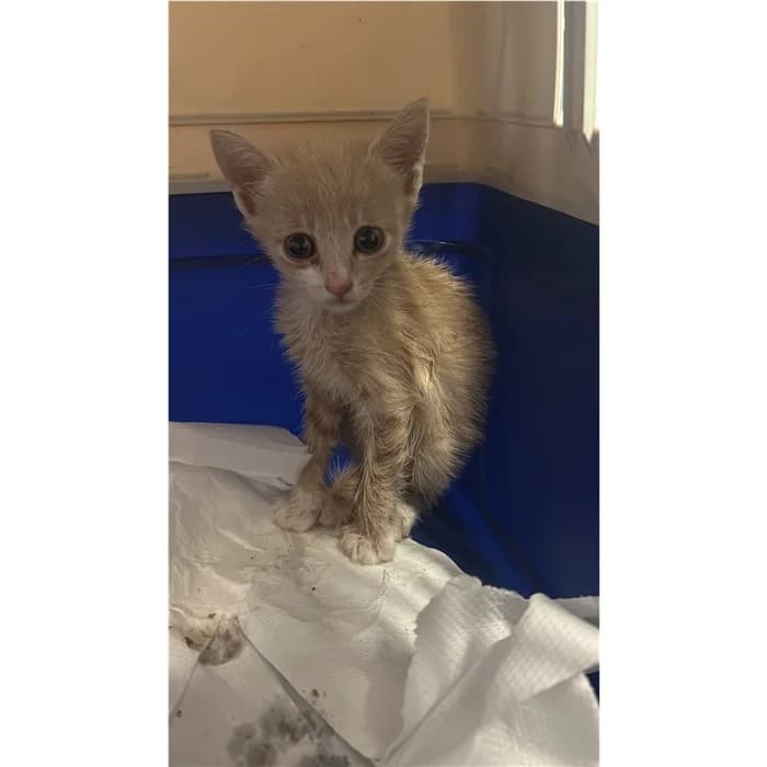 Matricola, Rosso tigrato male puppy European Shorthair for adoption at Canile della Muratella, Rome