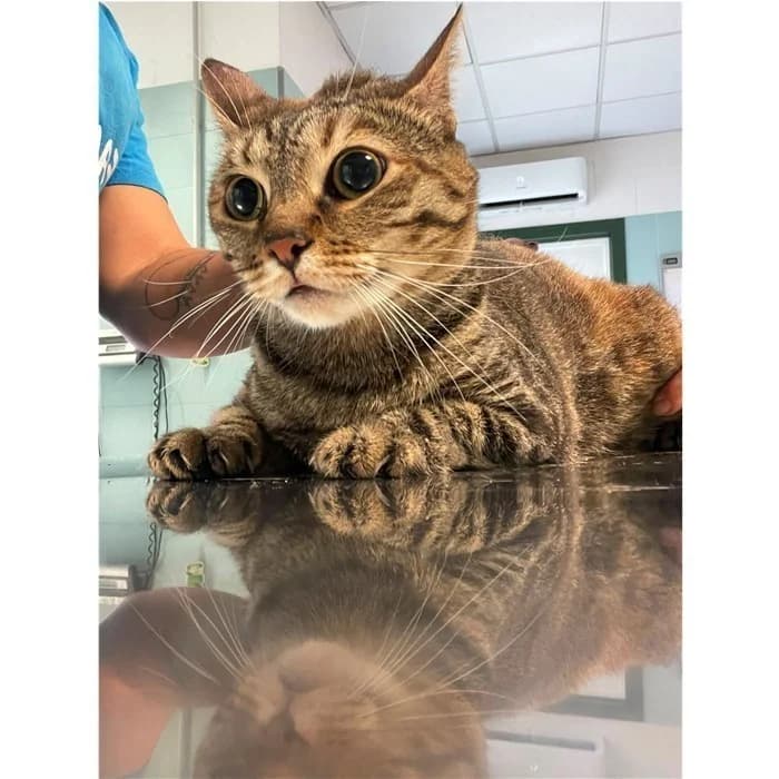 Matricola, tricolore female 5yo European Shorthair for adoption at Canile della Muratella, Rome