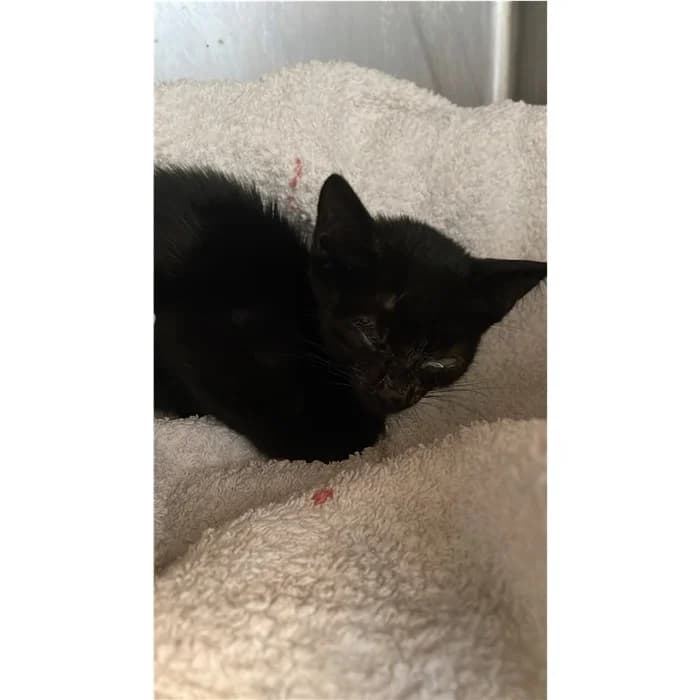 Matricola, Nero female puppy European Shorthair for adoption at Canile della Muratella, Rome