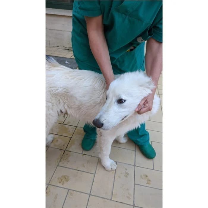 Caronte, Bianco male puppy mixed breed for adoption at Canile della Muratella, Rome
