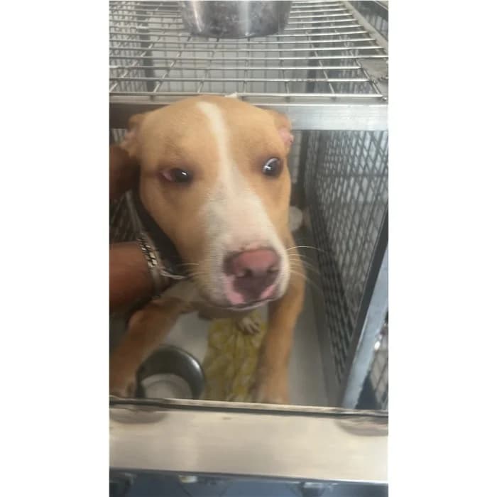 Caronte, Beige bianco male young Pit Bull Terrier for adoption at Canile della Muratella, Rome