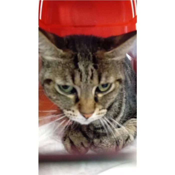 Matricola, Tigrato female 4yo European Shorthair for adoption at Canile della Muratella, Rome