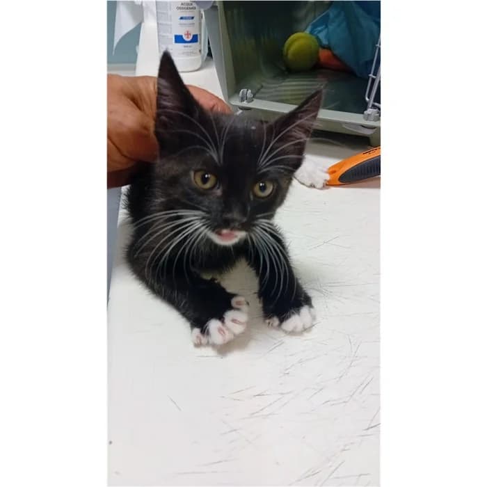 Act, Nero Bianco female puppy European Shorthair for adoption at Canile della Muratella, Rome