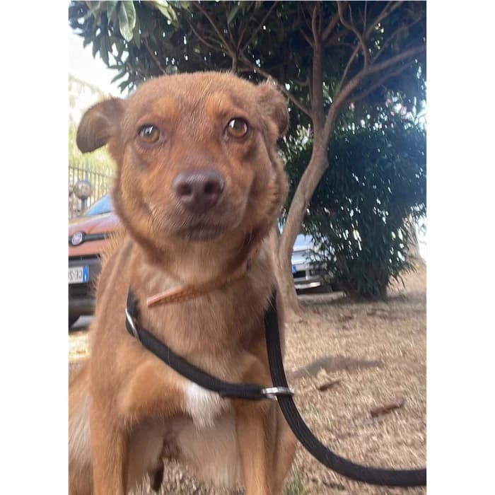 Caronte, Fulvo female young mixed breed for adoption at Canile della Muratella, Rome