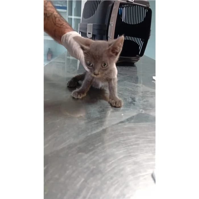 Matricola, Grigio female puppy European Shorthair for adoption at Canile della Muratella, Rome