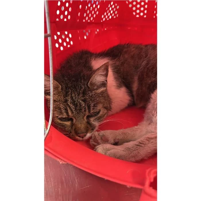 Act, Tigrato bianco female senior European Shorthair for adoption at Canile della Muratella, Rome