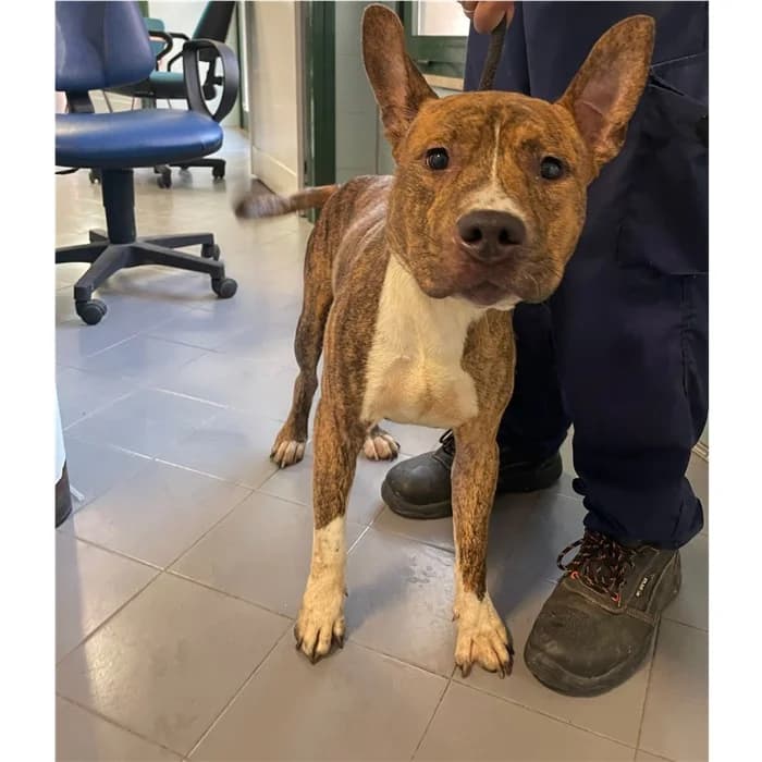 Caronte, Tigrato bianco male puppy American Staffordshire Terrier for adoption at Canile della Muratella, Rome