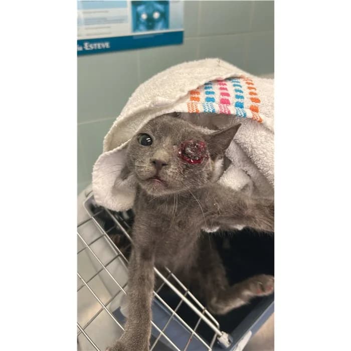 Act, Grigio male puppy European Shorthair for adoption at Canile della Muratella, Rome