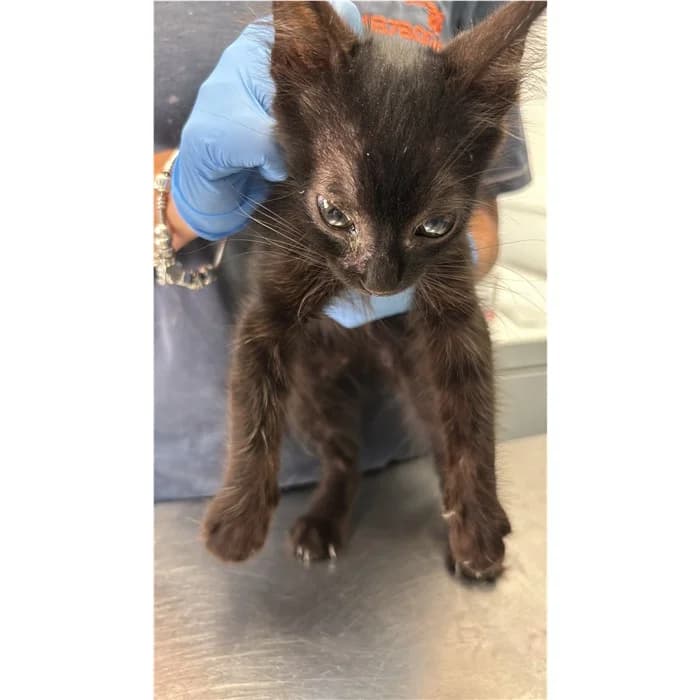 Act, Nero female puppy European Shorthair for adoption at Canile della Muratella, Rome