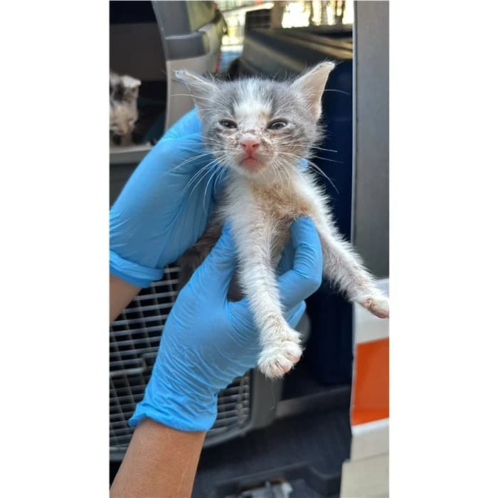 Act, bianco tigrato male puppy European Shorthair for adoption at Canile della Muratella, Rome
