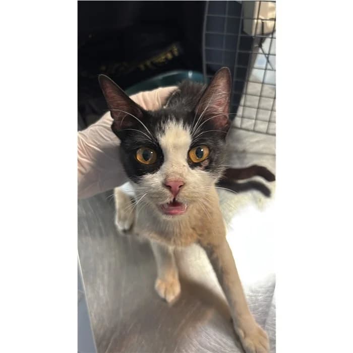 Act, Bianco Nero female young European Shorthair for adoption at Canile della Muratella, Rome