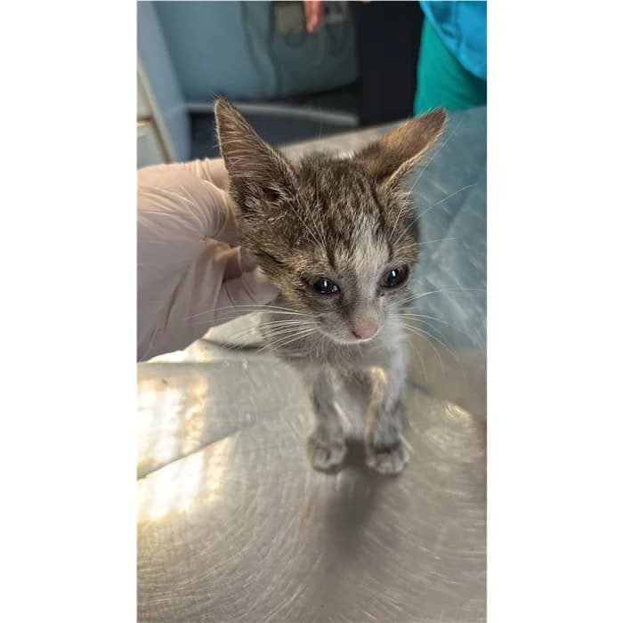 Act, bianco tigrato female puppy European Shorthair for adoption at Canile della Muratella, Rome