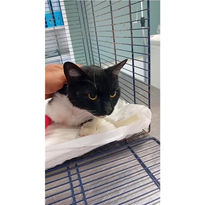 Act, Nero Bianco female 4yo European Shorthair for adoption at Canile della Muratella, Rome