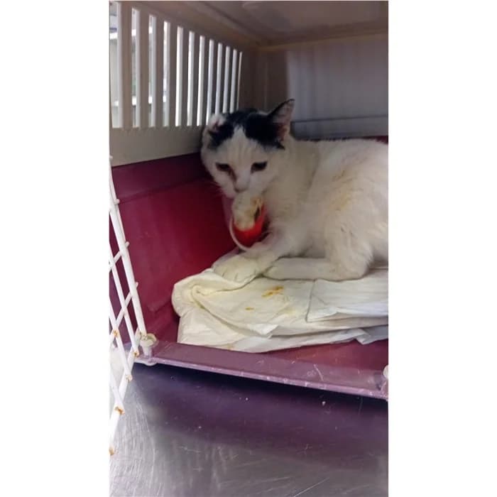 Act, Bianco Nero male puppy European Shorthair for adoption at Canile della Muratella, Rome
