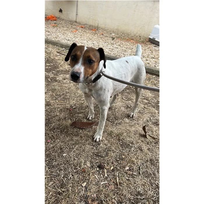 Caronte, Bianco Fulvo female young Jack Russell Terrier for adoption at Canile della Muratella, Rome