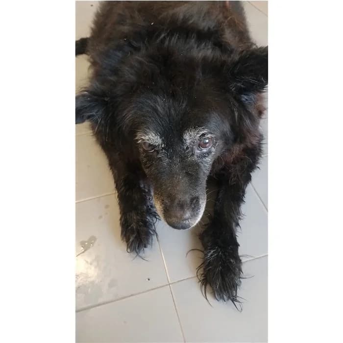 Matr. 2026/1396, Nero female senior mixed breed for adoption at Canile della Muratella, Rome