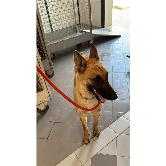 Benedetta, Fulvo female young Belgian Malinois for adoption at Canile della Muratella, Rome