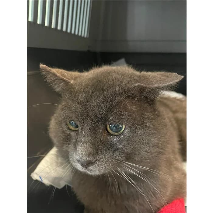 Act, Grigio male senior European Shorthair for adoption at Canile della Muratella, Rome