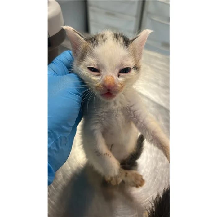 Act, Bianco Nero male puppy European Shorthair for adoption at Canile della Muratella, Rome