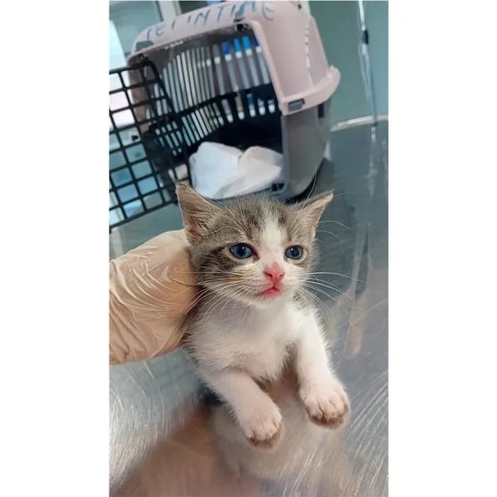 Act, bianco grigio male puppy European Shorthair for adoption at Canile della Muratella, Rome