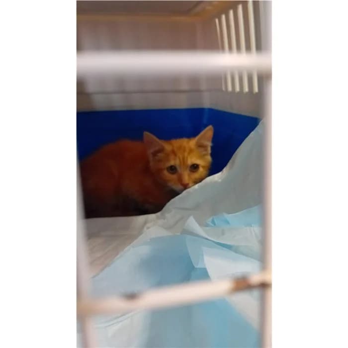 Act, Rosso tigrato female puppy European Shorthair for adoption at Canile della Muratella, Rome