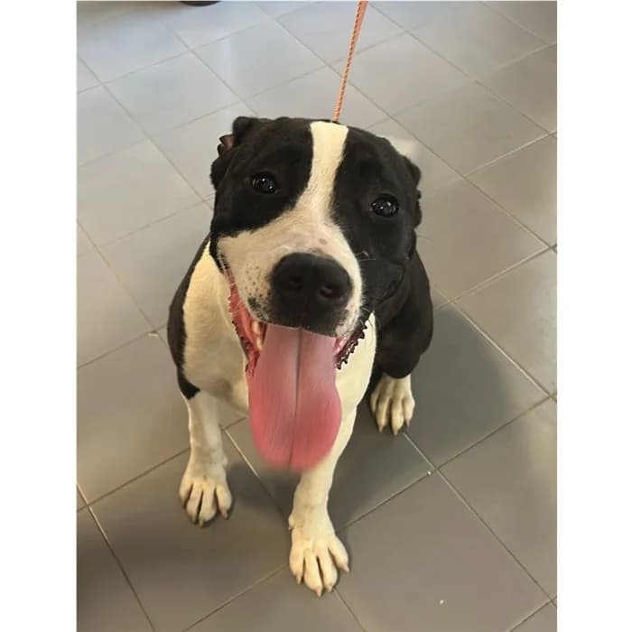 Caronte, Bianco Nero female puppy American Staffordshire Terrier for adoption at Canile della Muratella, Rome