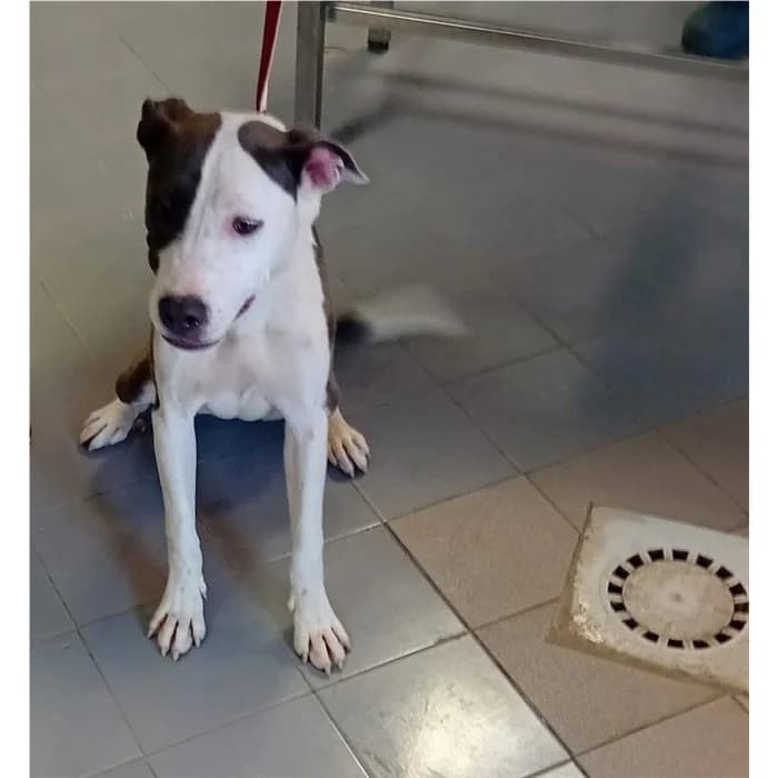 Caronte, Bianco Nero female puppy American Staffordshire Terrier for adoption at Canile della Muratella, Rome