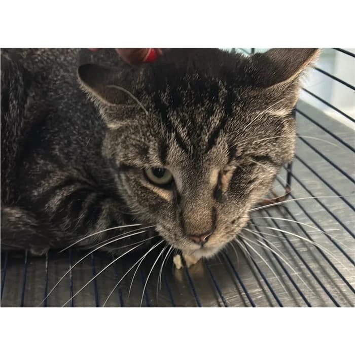 Matricola, tigrato grigio male young European Shorthair for adoption at Canile della Muratella, Rome