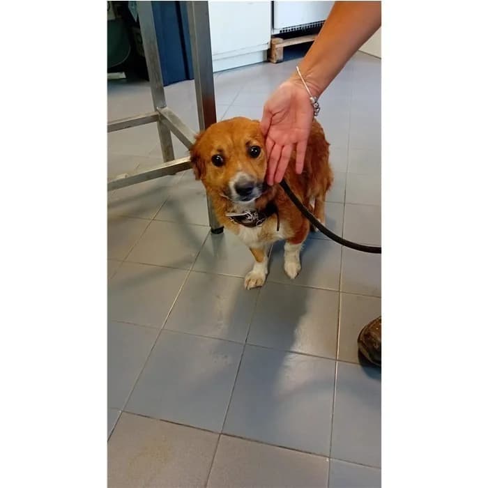Matricola, Fulvo female young mixed breed for adoption at Canile della Muratella, Rome