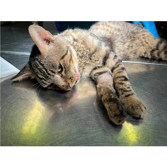 Matricola, Tigrato male puppy European Shorthair for adoption at Canile della Muratella, Rome