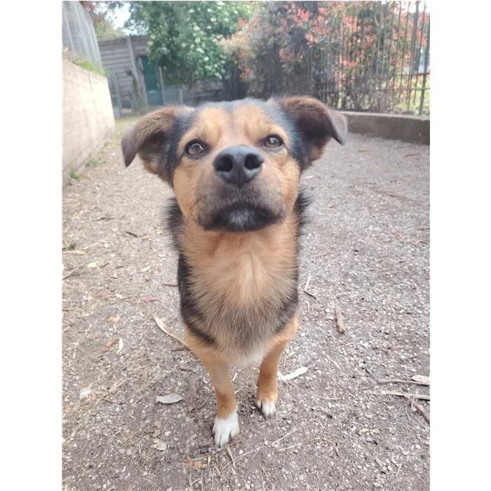 Miele, tricolore male young mixed breed for adoption at Canile della Muratella, Rome